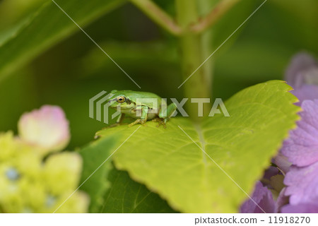 Hydrangea and frog 11918270