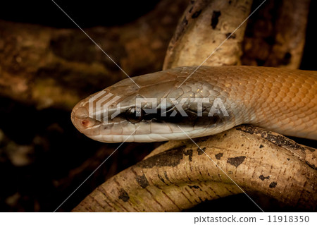 Snakes - 5 Snakes - 5 11918350