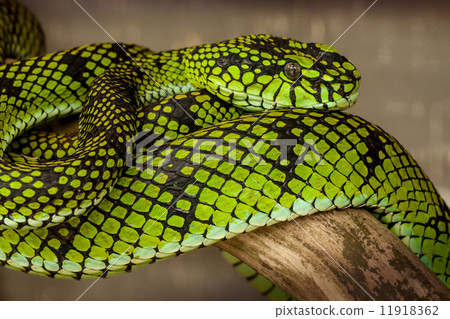 Snakes - 14 11918362