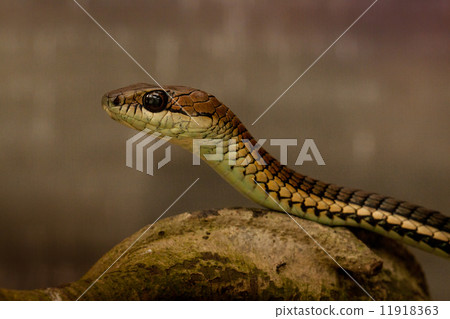 Snakes - 12 Snakes - 12 11918363