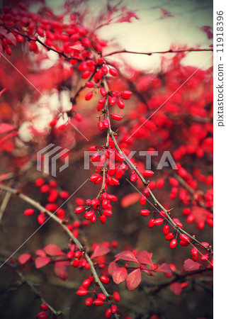Ripe berries of barberry 11918396