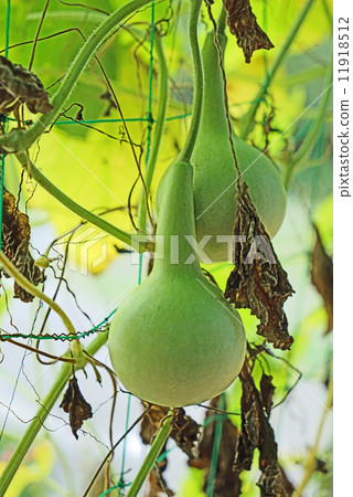 葫蘆 葫蘆 11918512