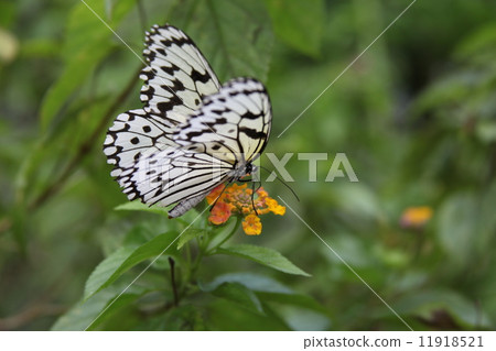 石垣島的怪異蝴蝶 11918521