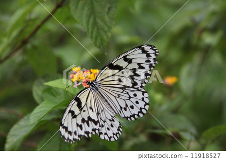 Weird butterfly of Ishigaki-jima 11918527