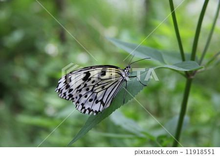 Weird butterfly of Ishigaki-jima 11918551