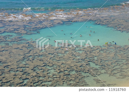 美國夏威夷哈瑙瑪灣 11918760