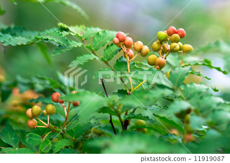 Fruit of sanshou 11919087