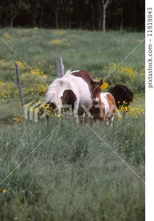 Horse parent and child 11919843