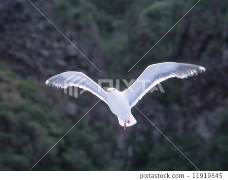 Seagull Seagull 11919845