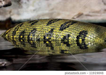 Green anaconda (Eunectes murinus) 11919848