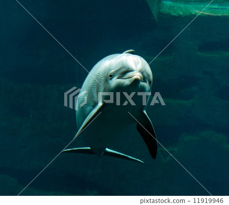 Bottlenose dolphin 11919946