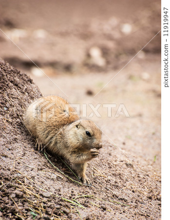 Black-tailed prairie dog (Cynomys ludovicianus) Black-tailed prairie dog (Cynomys ludovicianus) 11919947