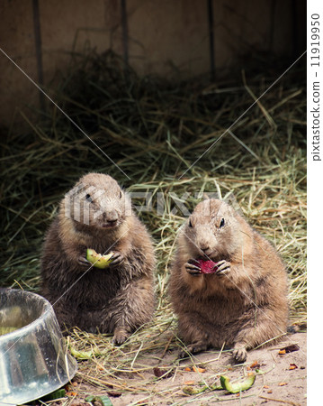 Two black-tailed prairie dogs eat fruit Two black-tailed prairie dogs eat fruit 11919950