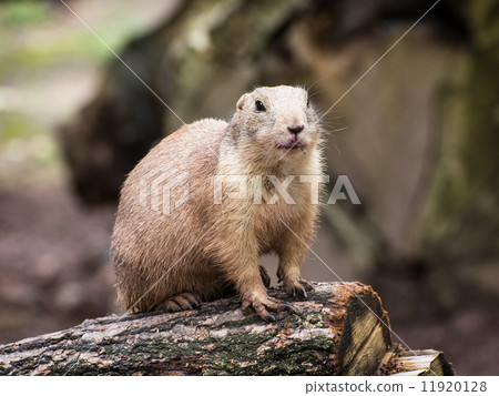 Humorous Black-tailed prairie dog Humorous Black-tailed prairie dog 11920128
