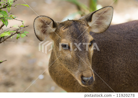 Roe Deer 11920278