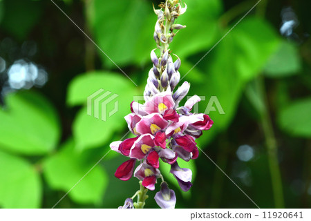 猩紅色的花朵 11920641