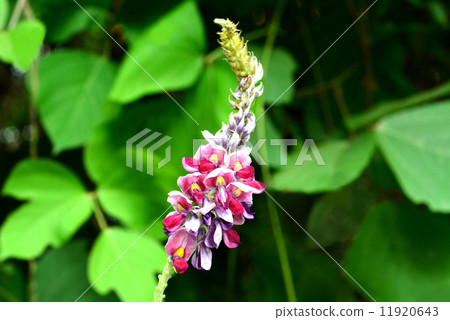 猩紅色的花朵 11920643