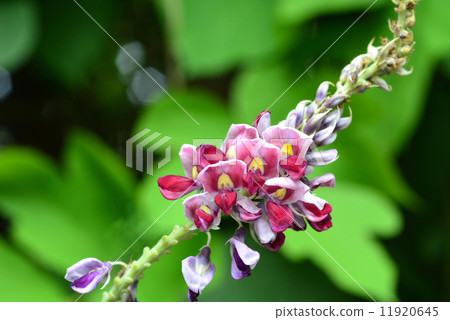 猩紅色的花朵 猩紅色的花朵 11920645