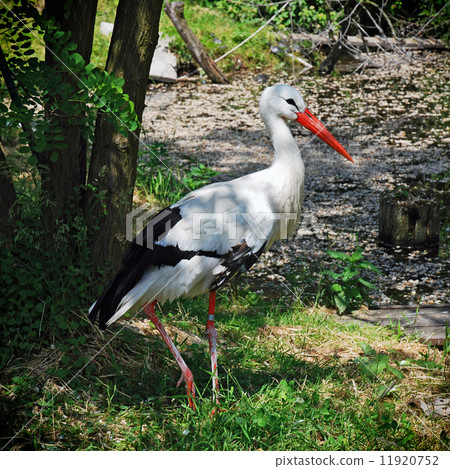 White stork (Ciconia ciconia) White stork (Ciconia ciconia) 11920752