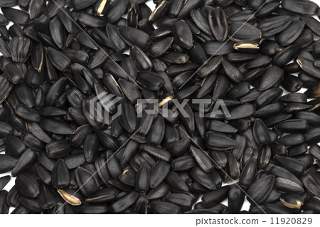 seeds on the white background seeds on the white background 11920829