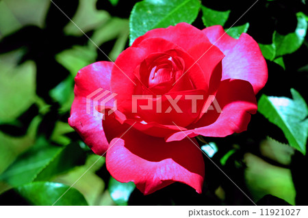 Roses 11921027