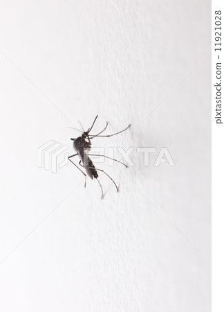 mosquito 11921028
