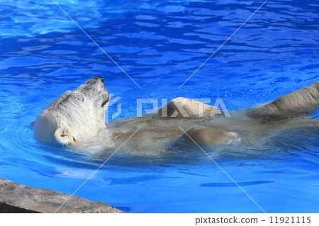 Polar bears Polar bears 11921115