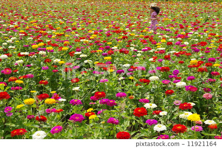 花園和女孩 花園和女孩 11921164