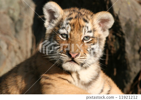 Baby of an innocent tiger 11921212