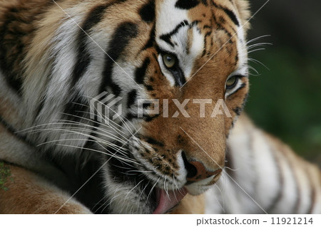 Tiger's eye tiger 11921214