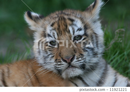Amur tiger baby Amur tiger baby 11921221