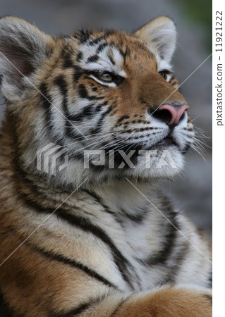 Tiger's baby, profile 11921222