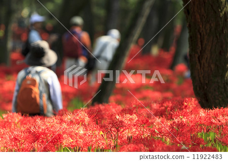 A cluster amaryllis of a drawstring 11922483