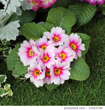 Primula Julien Primula Julien 11922549