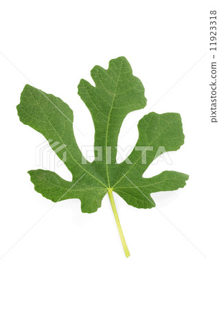 Natural leaf of fig tree isolated on white background Natural leaf of fig tree isolated on white background 11923318
