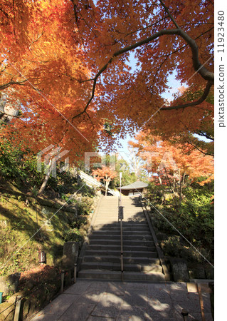 Hase-dera寺廟秋葉 Hase-dera寺廟秋葉 11923480
