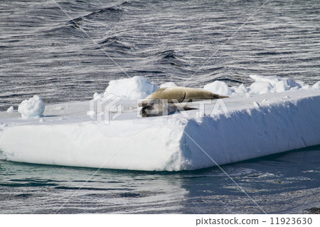 Antarctica - Seals On An Iceberg 11923630