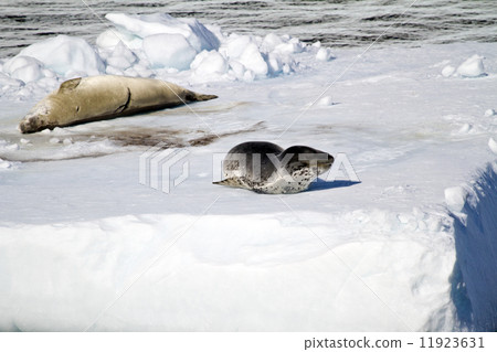 Antarctica - Seals On An Iceberg 11923631