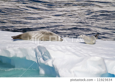 Antarctica - Seals On An Iceberg Antarctica - Seals On An Iceberg 11923634