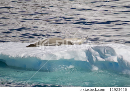 Antarctica - Seals On An Iceberg Antarctica - Seals On An Iceberg 11923636