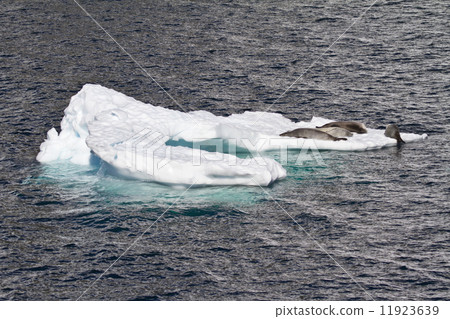 Antarctica - Seals On An Iceberg 11923639