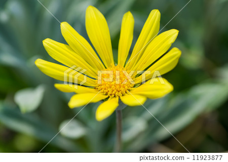 Gazania · Regence ,, Gazania · Lemon tart, Ornaments of Ornaments chrysanthemum, Asteraceae, South Africa 11923877