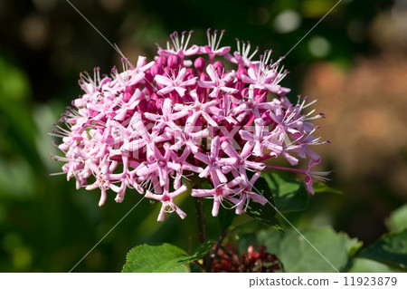 Buton rabbit, black beet family, southern China 11923879