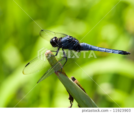 Shiokaratombo，Orthetrum albistylum speciosum 11923903