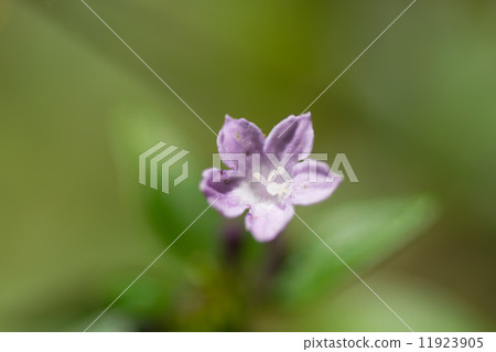 銀杏，茜草科，日本，半受威脅（NT），瀕危植物，瀕危物種 11923905