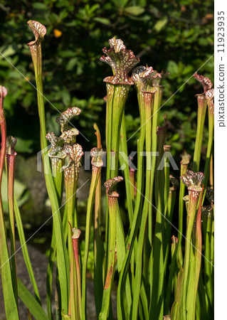 Salacenia·Leucophila，Salacenianaceae，南美洲南美洲 11923935