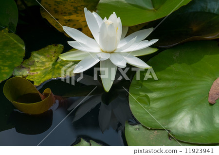 白睡蓮 11923941