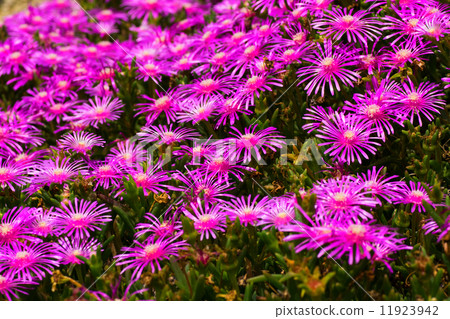 Delrosperma·Coopari，花Arashiyama，Cranea家庭，南非 11923942