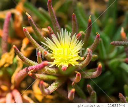 Philoborus amabilis，Cunnina家庭，南非 11923944