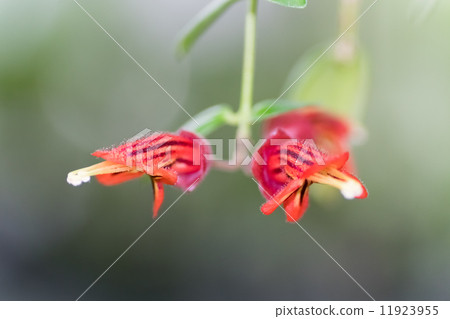 Esquinantus torikororu, Iwatakeba family, Kalimantan island 11923955